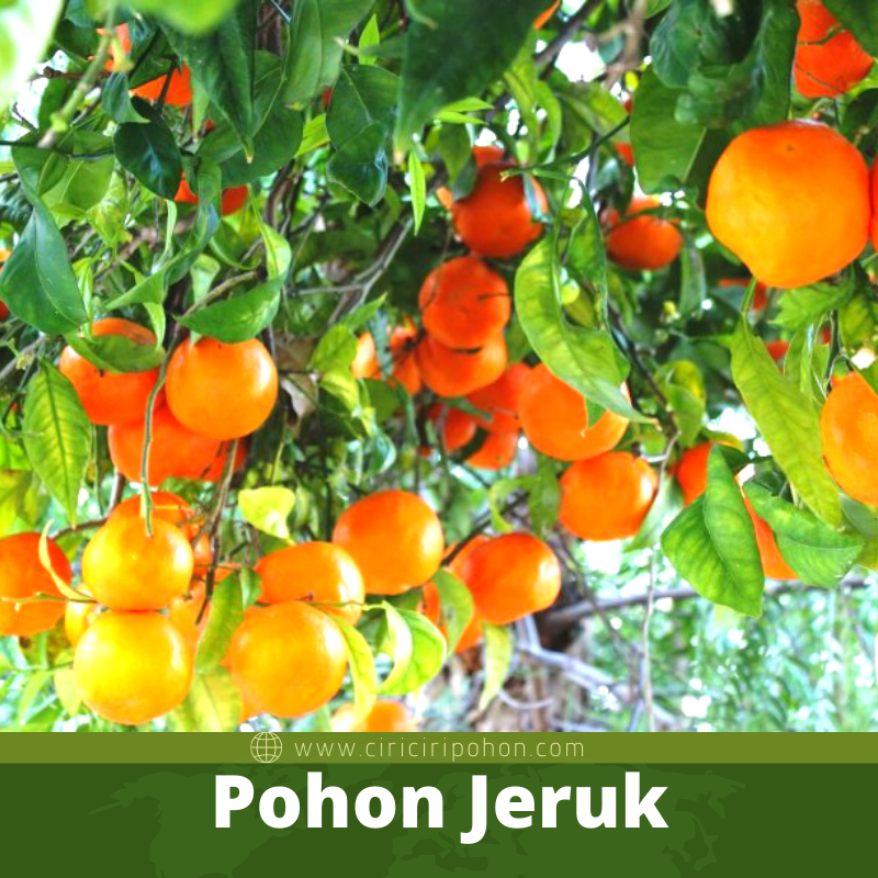 Pohon Jeruk