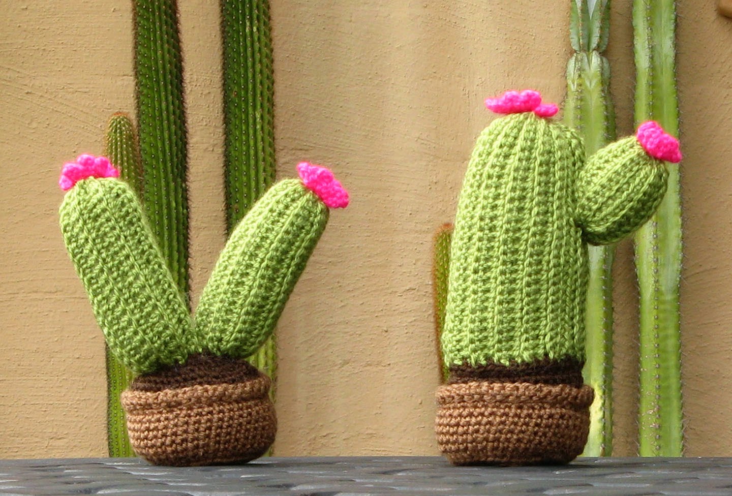 Acting My (Vint)Age: The Cuddly Cacti