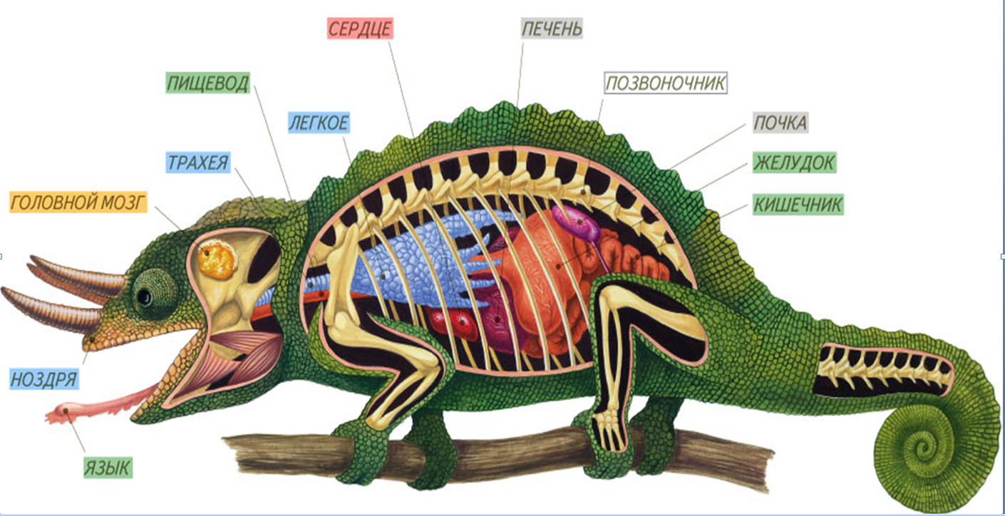 Опорная система рептилий. Внутреннее строение пресмыкающихся. Внутреннее строение рептилий. Внешнее строение хамелеона. Внутренне строение пресмыкающихся.