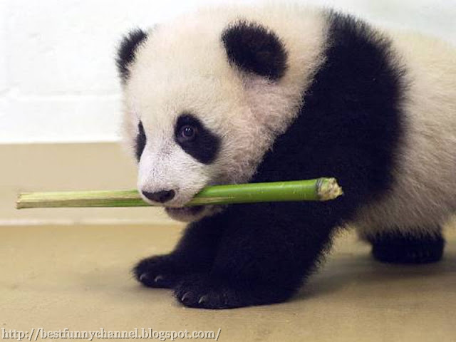 Fluffy panda eats.