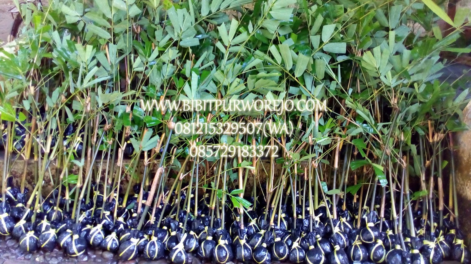 desember 2015 jual bibit tanaman desember 2015 jual bibit tanaman