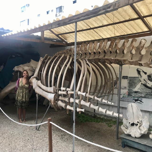Bienvenidas/os al Museo de Ballenas y delfines