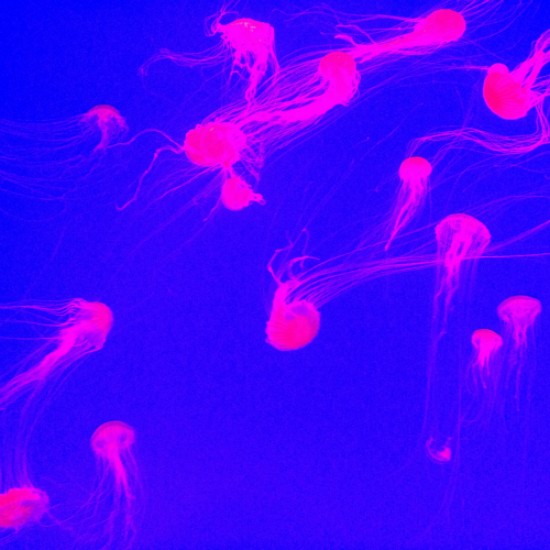 KimSaeHankil – 5:30 pm – Single