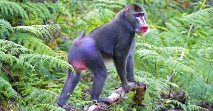 Mandril maymunu ilginç desenli hayvanlar listesinde başı çekmektedir.