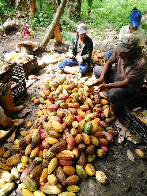 Las mazorcas sanas deben cosecharse en cuanto estén maduras. Cosecha y desgrane de cacao.