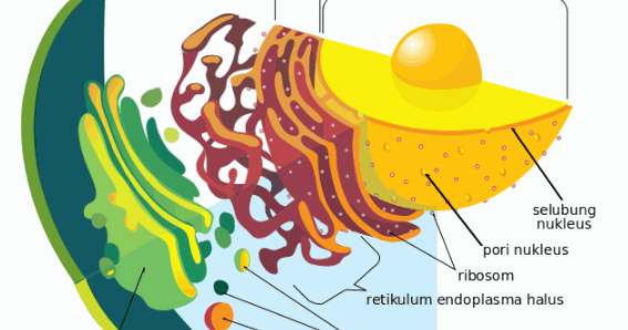 Retikulum Endoplasma Pengertian Gambar Struktur Dan Fungsi Baca Coding