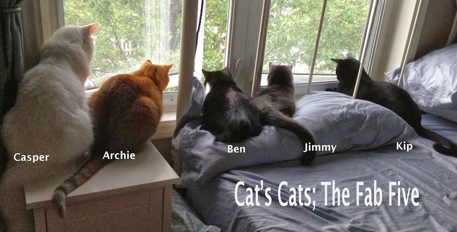 Cat's Cats