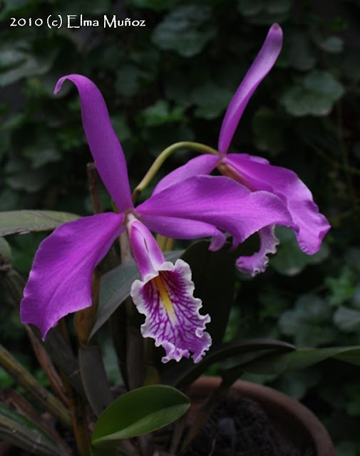 Cattleya Maxima. Foto de orquidea.