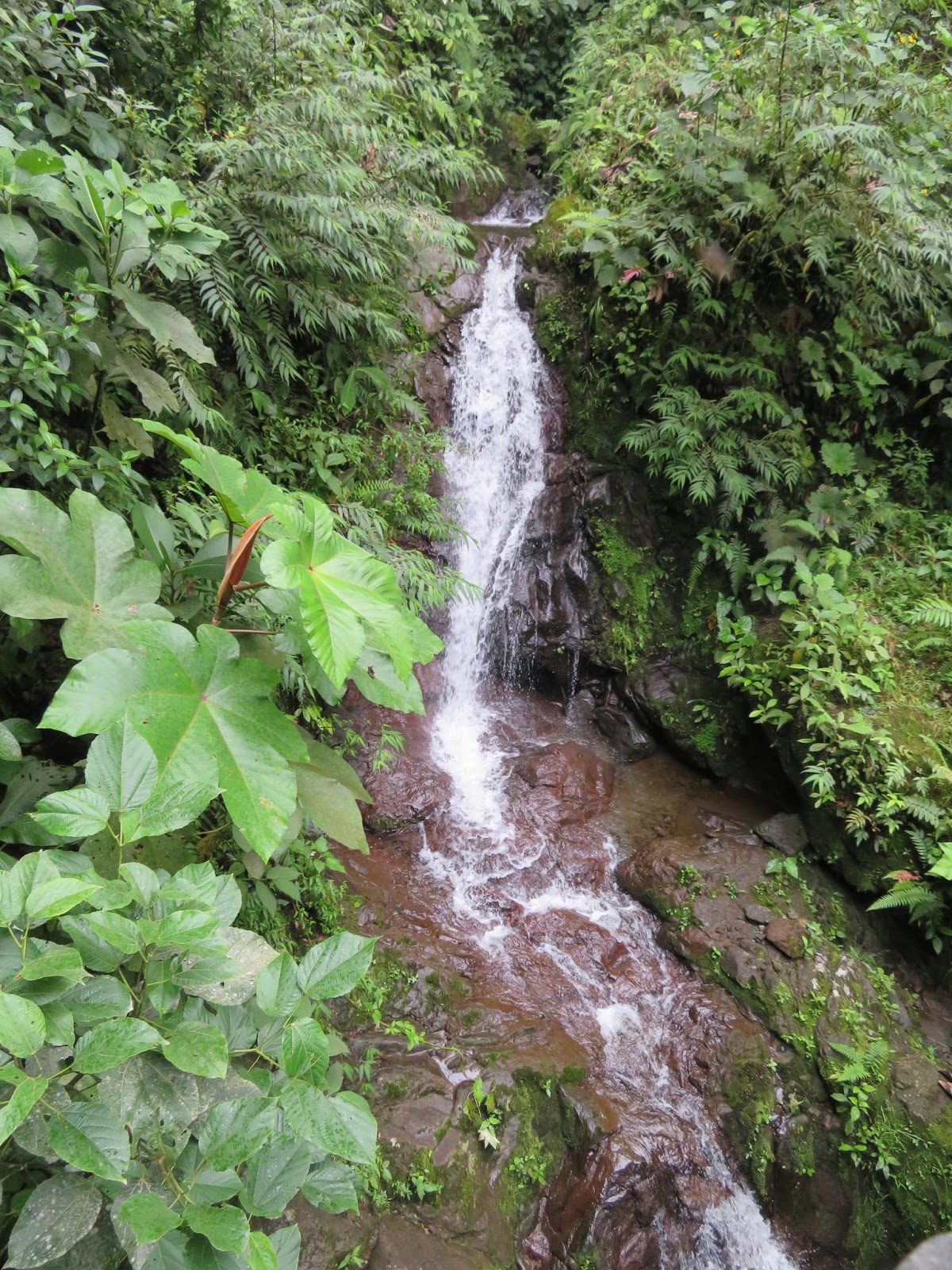 The Diary 世界百名瀑!最も高い滝！サンラファエルの滝 in エクアドル