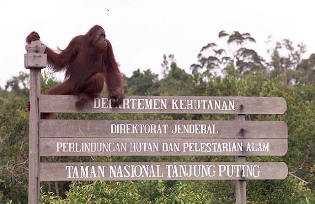 orang utan di taman nasional tanjung putih foto orang utan taman nasional tanjung putih