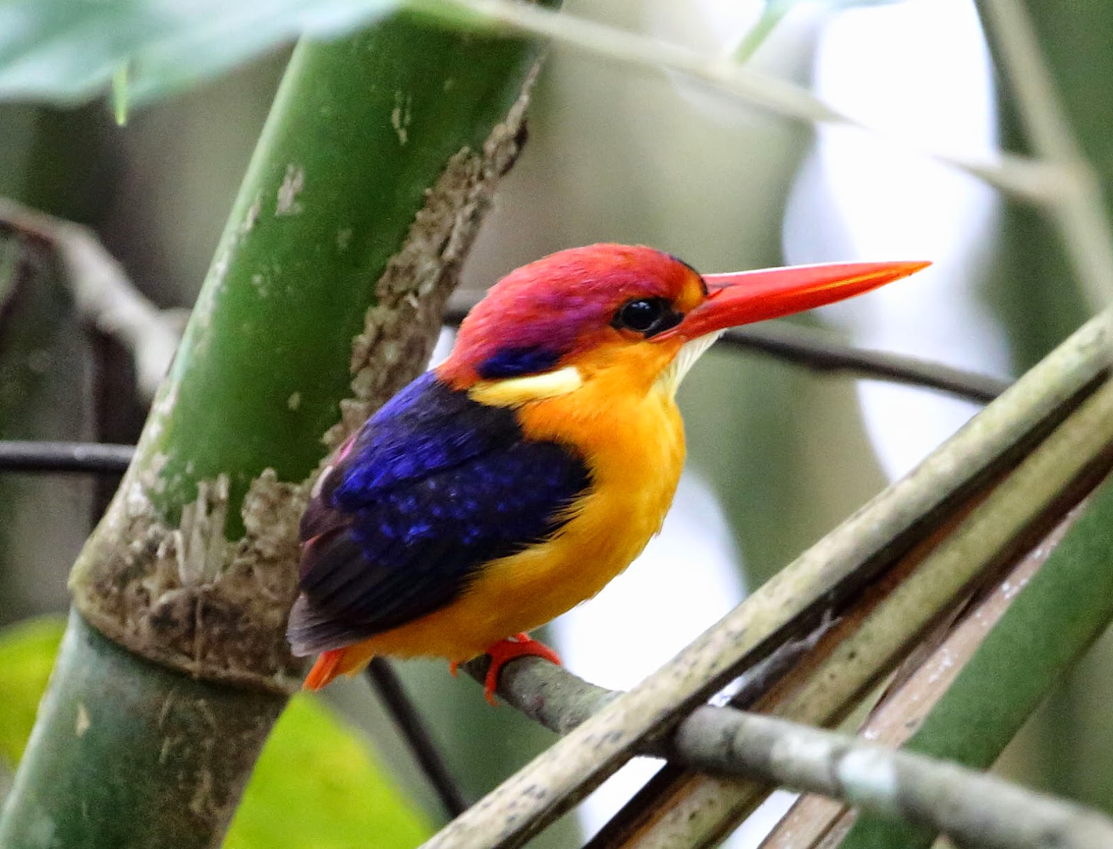 Oriental Dwarf Kingfisher, Ceyx erithaca, Malabar Wildlife Sanctuary