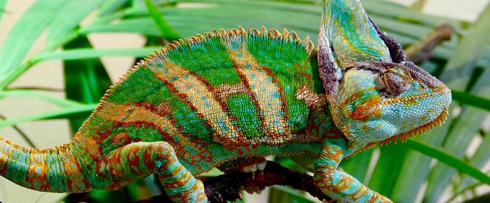 Adaptasi Makhluk Hidup