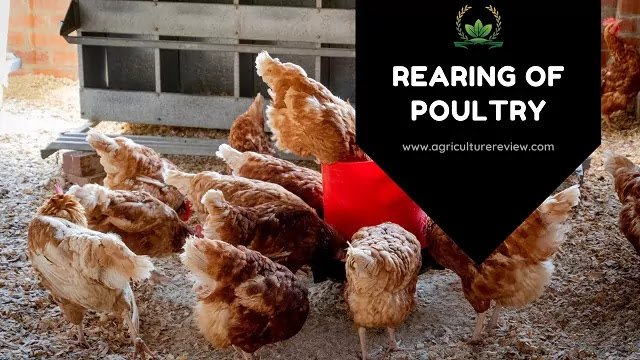 poultry rearing