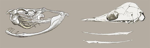 Слева: благодаря подвижности черепа диапсиды могут заглатывать добычу, размер которой превышает диаметр тела самого хищника. Череп гремучей змеи Crotalus (Южная Америка). Рис. Л. Татаринова по: (Терентьев, Чернов, 1950), с изменениями. Справа: современные млекопитающие из отряда однопроходных сохранили в строении черепа многие признаки своих триасовых предков. Череп ехидны Echidna (Австралия). Australian Museum, NM 8610. Рис. автора