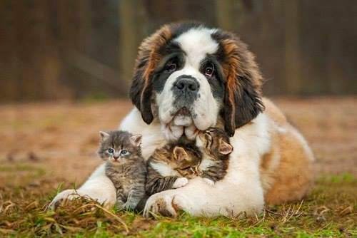 A dog and his cats