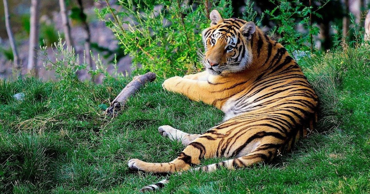 Tiger eye tattoo image