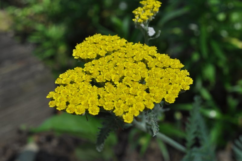 Temperate Climate Permaculture: Permaculture Plants: Yarrow