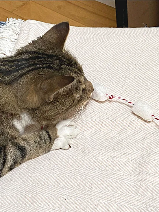 Cat helping with the garland