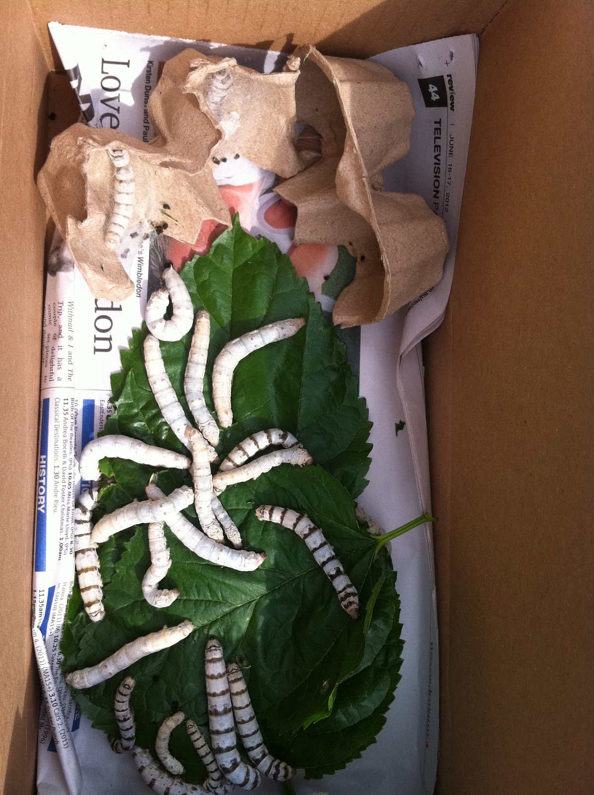 PhD Journey fire, kids, erosion Silkworms