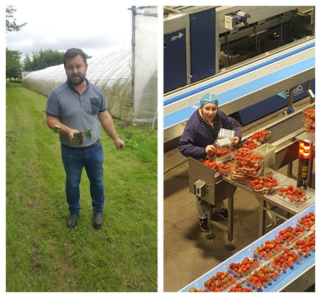 Strawberry production at Casteton Farm