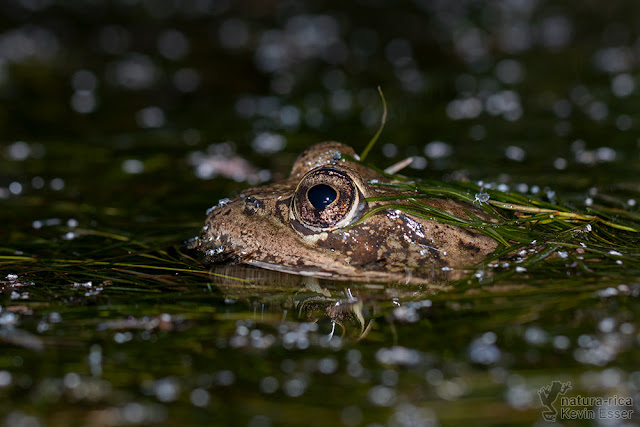 Rana draytonii - California Red-legged Frog