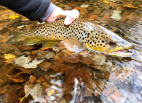 Photo of the Month: Autumn Slab of Gold