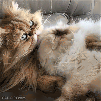 Get Fluffy Cute Cats Gif Pics