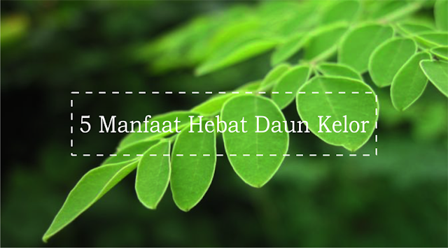 Gambar Manfaat Daun Kelor Bagi Kesehatan