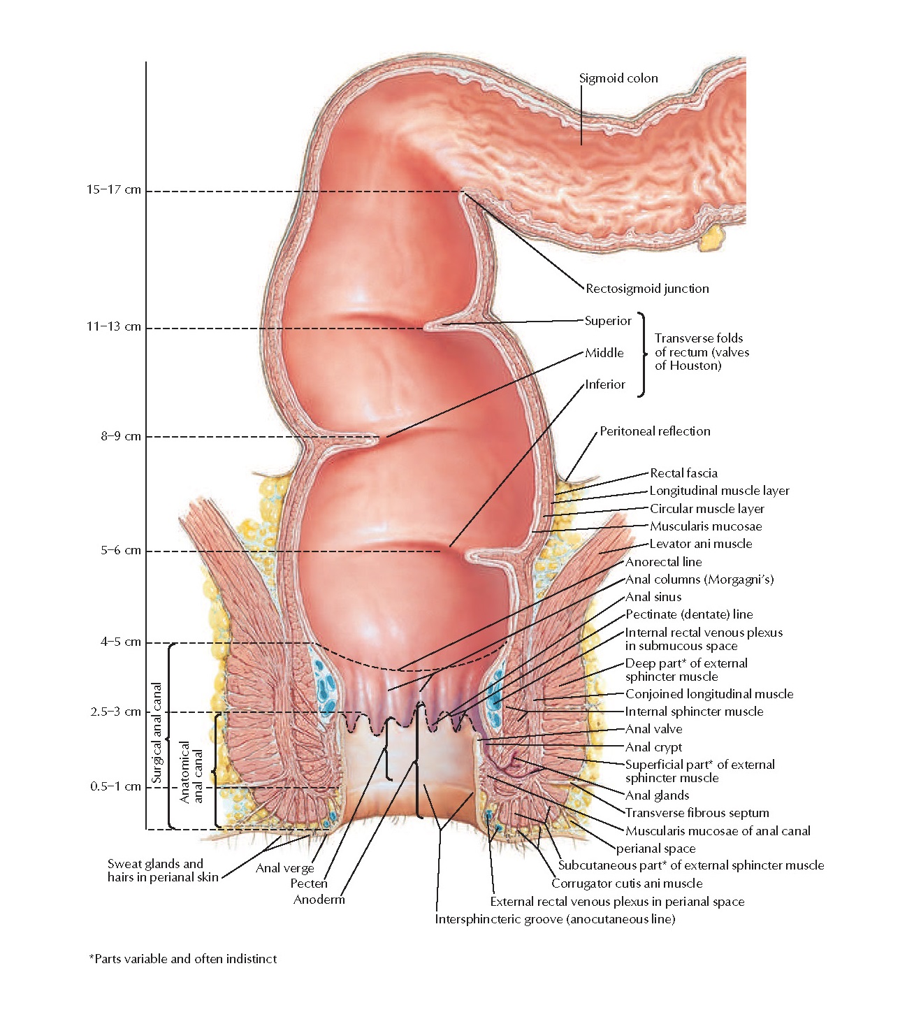 анатомия мужского анала фото 6