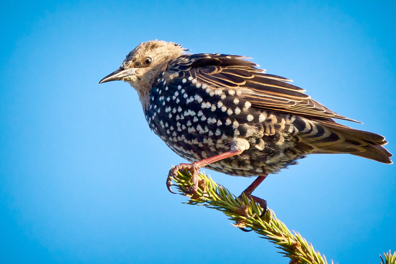 Feather Tailed Stories: European Starling