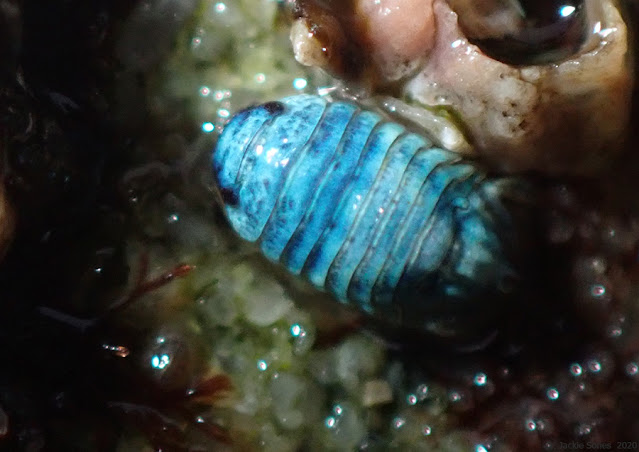 The Natural History of Bodega Head: Eye-catching