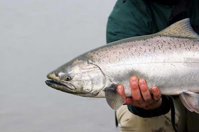 فوائد السلمون، 5 فوائد لا تصدقها يفعلها السلمون لجسمك Salmon-FISH