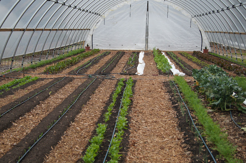 Elm Street Gardens Sparta, GA