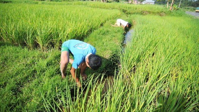 Ngurek Belut Sawah