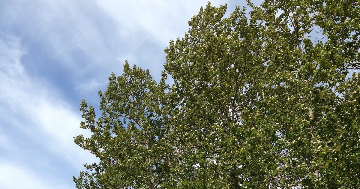 Maine Trees, Top to Bottom Balsam Poplar