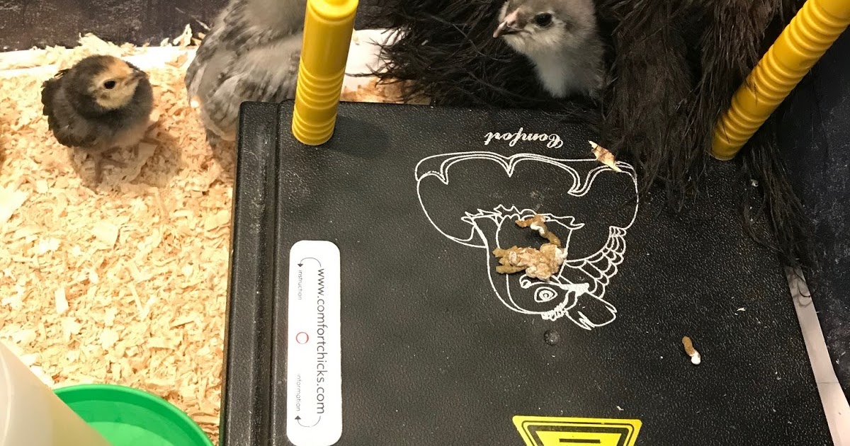 Coop & Cottage Using a Brooder Plate for Chicks