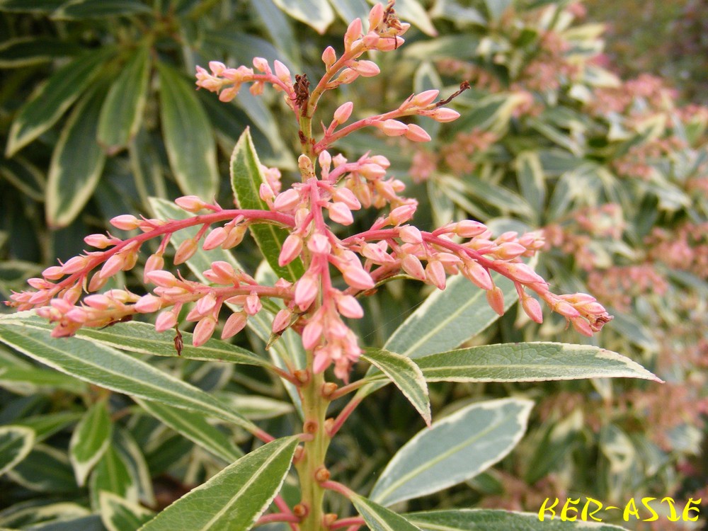Pieris Japonica Ralto