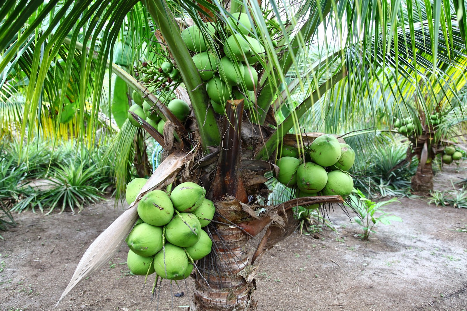 Пальмы шри ланки. Фрукты растущие на пальмах. Пандан. На Пальме зеленый фрукт. Kelapa фрукт.
