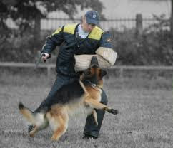 Train the German Shepherd dog