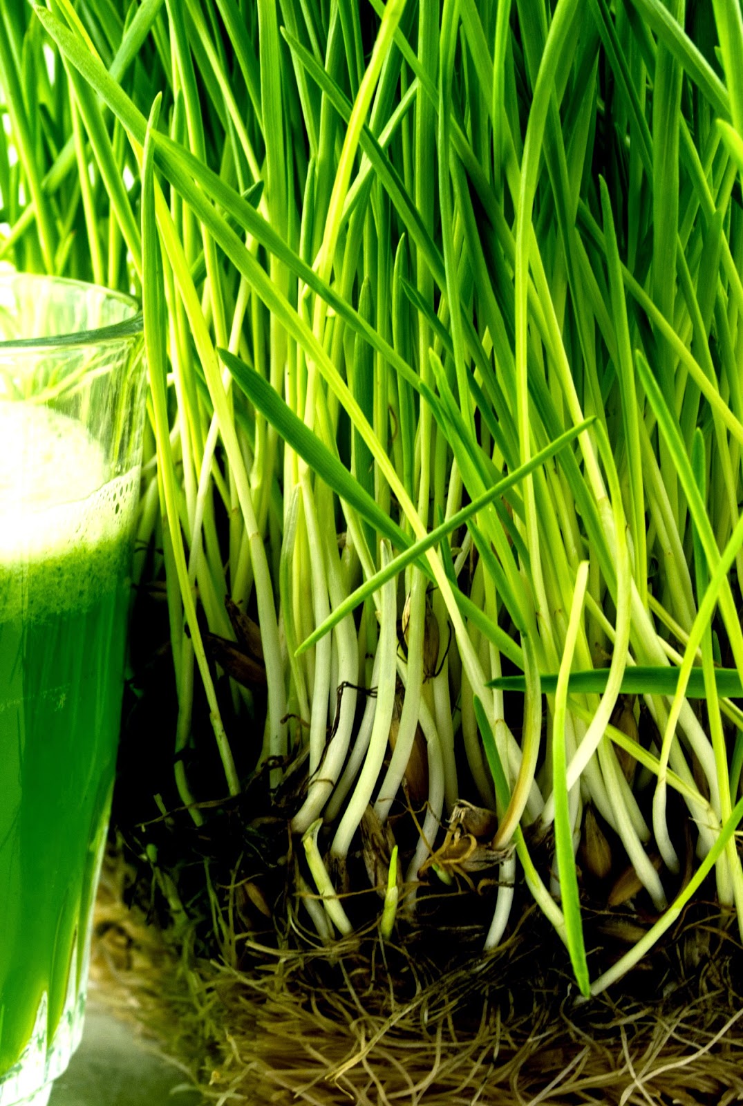 Health Benefits of Wheatgrass