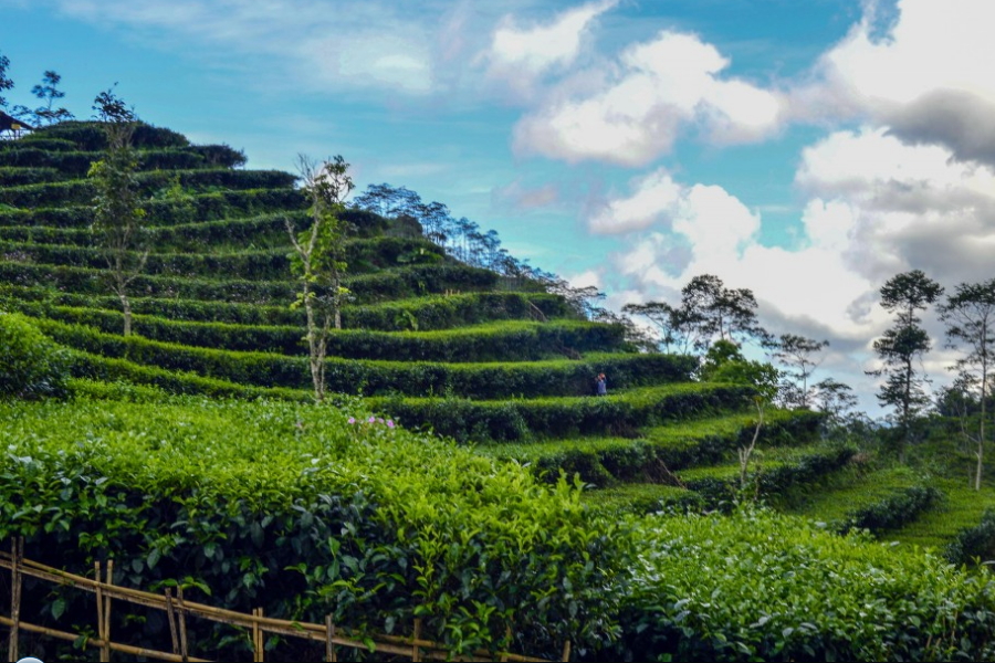 wonderful of Indonesia: kebun teh nglinggo kulonprogo