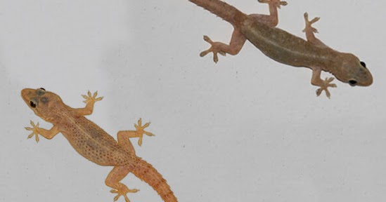 55 Arti Kejatuhan Cicak Di Leher Menurut Primbon Dan Islam Serta Mitosnya -  Mimpi Kejatuhan Cicak