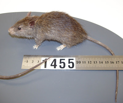 Penjelasan Lengkap Jenis-jenis Tikus Beserta Gambarnya