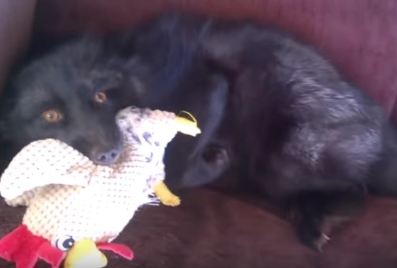 This Happy Fox Has A Fit Of Giggles, And He Can’t Stop Laughing. This Happy Fox Has A Fit Of Giggles, And He Can’t Stop Laughing.