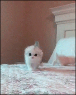 Cute Kitten GIF • Adorable fluffy Scottish fold kitty walking in a cute way with a happy tail Cute Kitten GIF • Adorable fluffy Scottish fold kitty walking in a cute way with a happy tail
