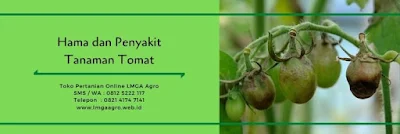 tomat adella, cara menanam tomat, jual benih tomat, toko pertanian, online shop, lmga agro