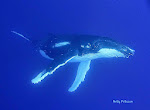 Baleine à bosse