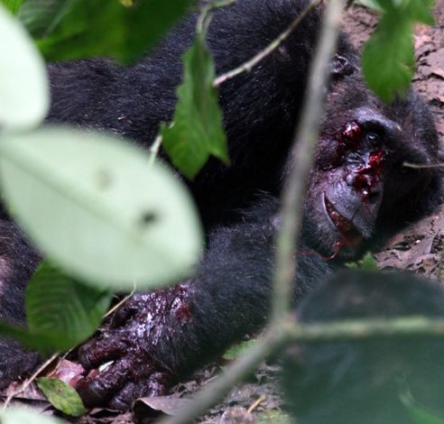 pimu chimp murder alpha mahale after injured nomad tanzania left male beatings defend himself unable finally october did original