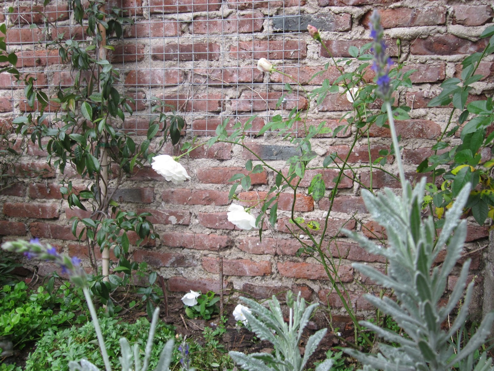 En el medio del sendero: MI JARDÍN EN INVIERNO