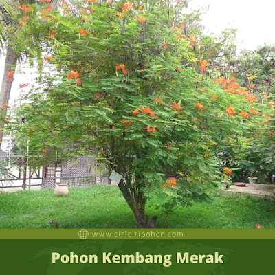 Ciri Ciri Pohon Kembang Merak